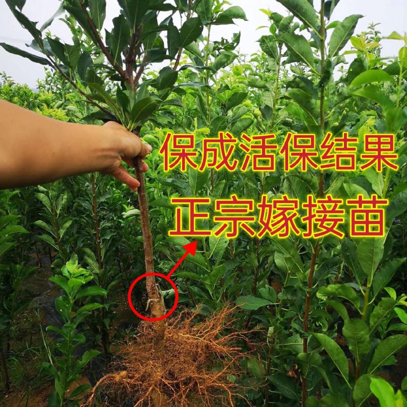 【超优惠】李子苗新品种早熟晚熟恐龙蛋李子苗蜂糖李子苗
