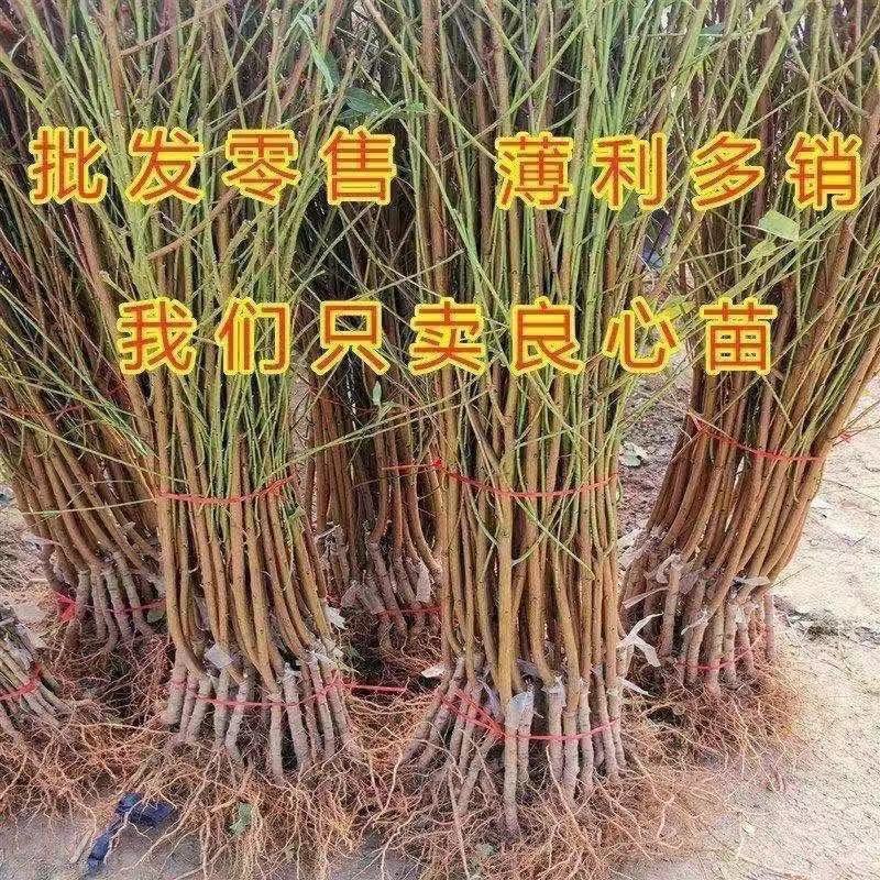 【新品种】桃树苗特大离核神州巨桃王血桃春蜜早熟晚熟