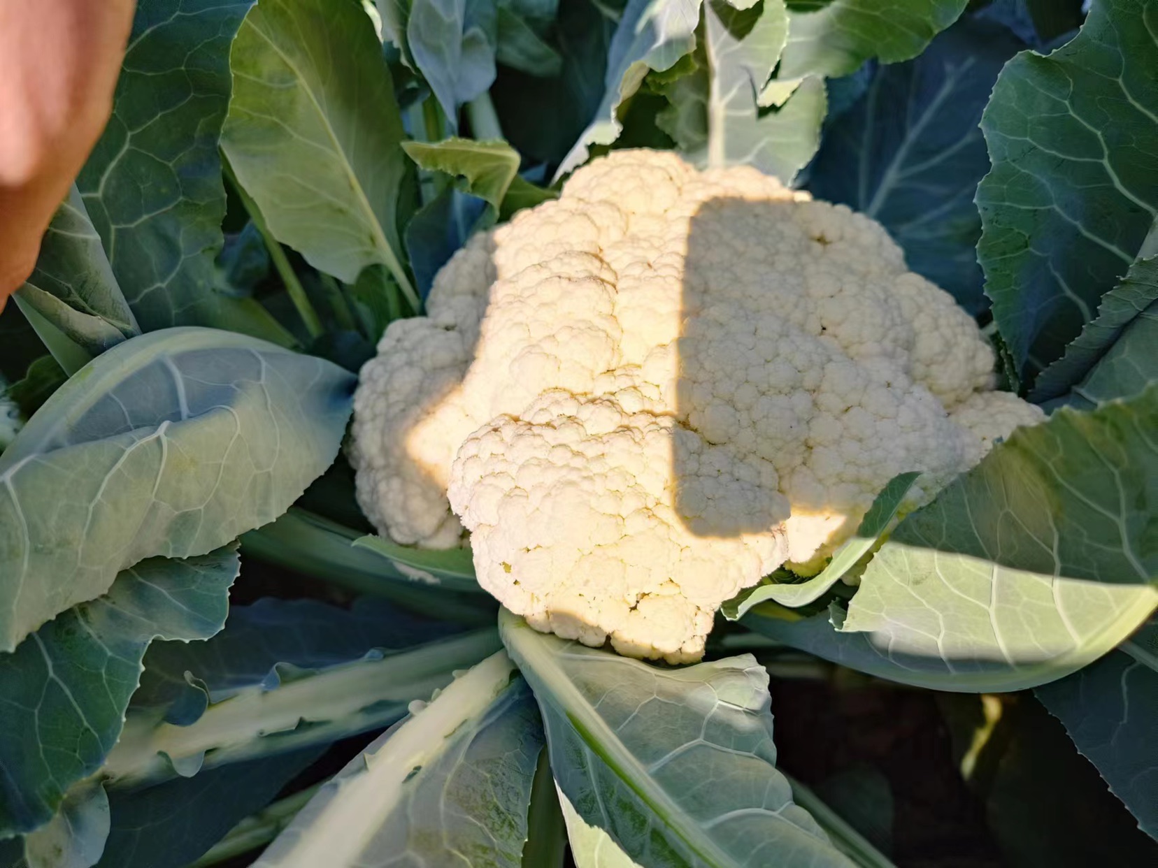 菜花发红症状展示