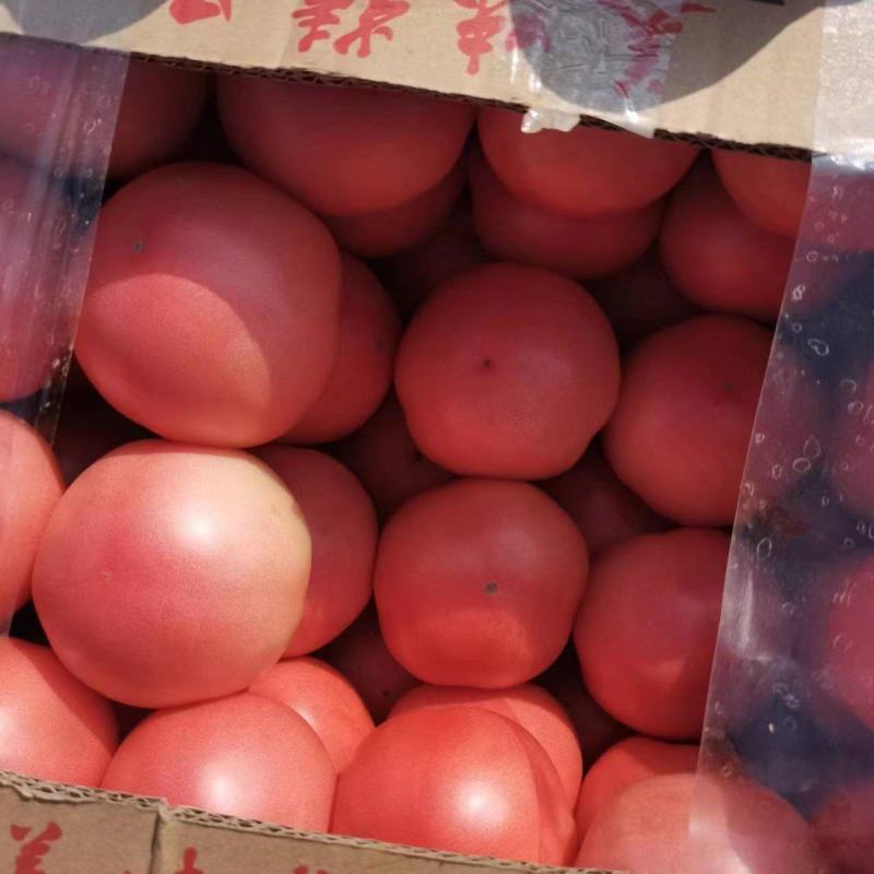 西红柿番茄产地大量有货质好价优，欢迎新老顾客光临