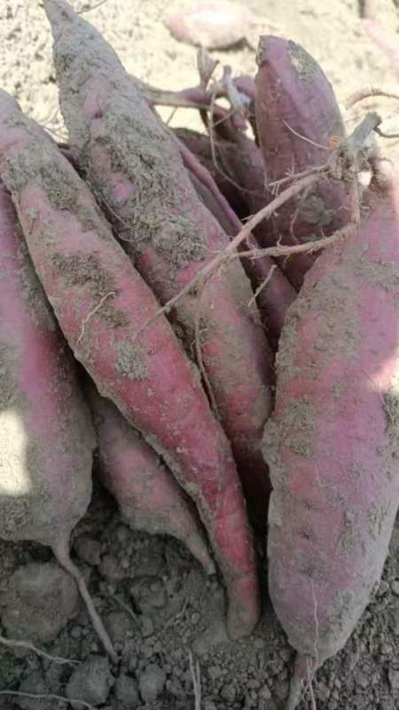 西瓜红红薯