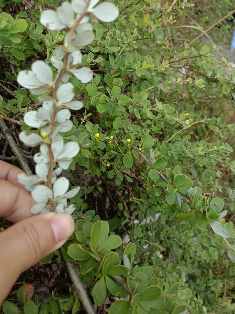 贵州野生金花小檗