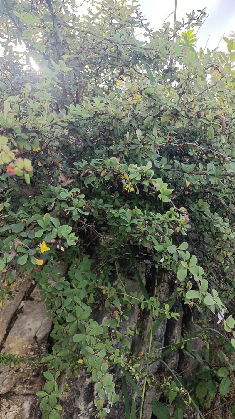 贵州野生金花小檗