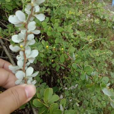 贵州野生金花小檗