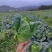 白萝卜，包菜，土豆
