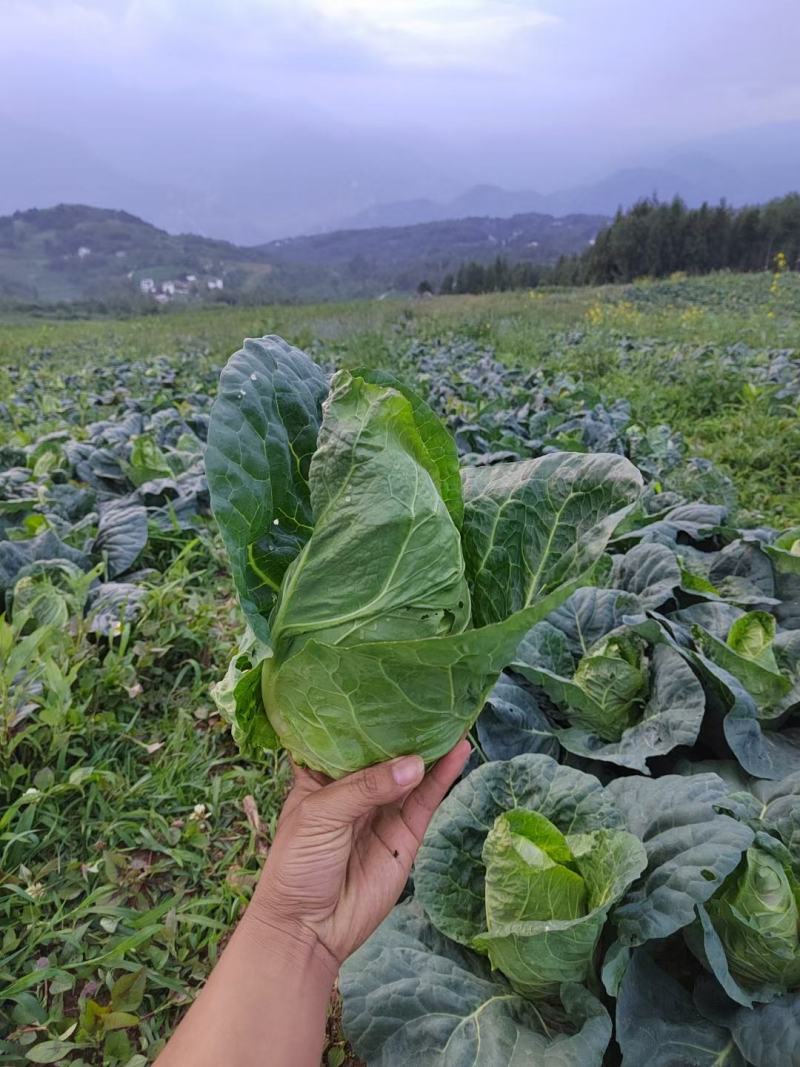 白萝卜，包菜，土豆
