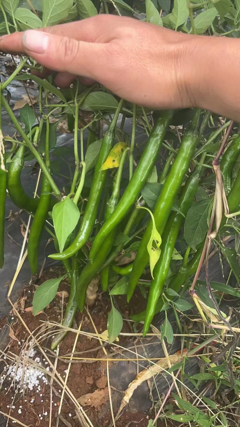 白萝卜，包菜，土豆