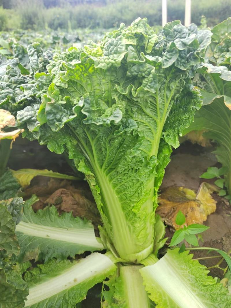 白萝卜，包菜，土豆