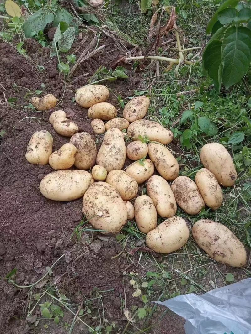 白萝卜，包菜，土豆