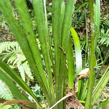 大叶粗根石菖蒲苗