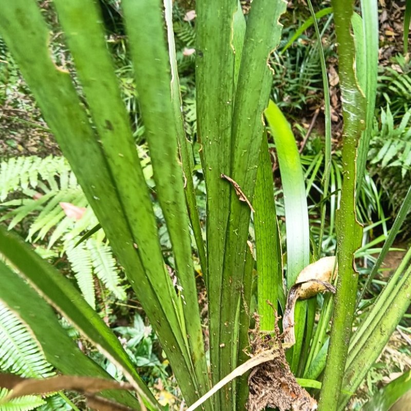 大叶粗根石菖蒲苗