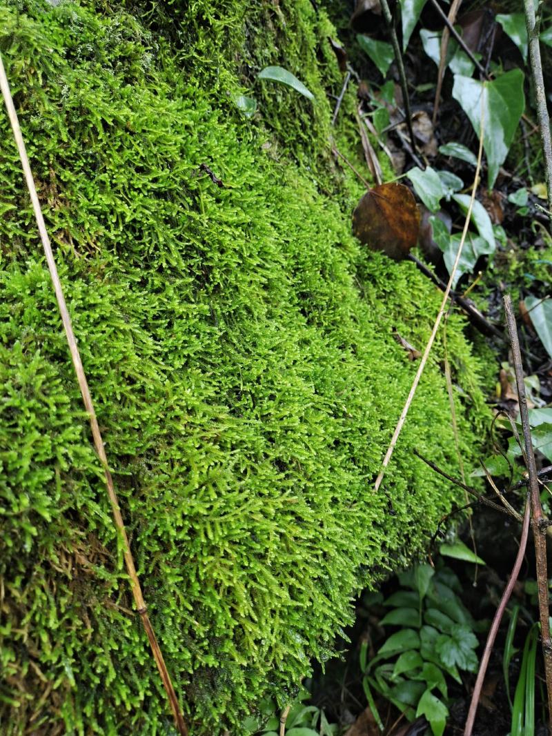 各种野生苔藓，白发苔藓，大量有货