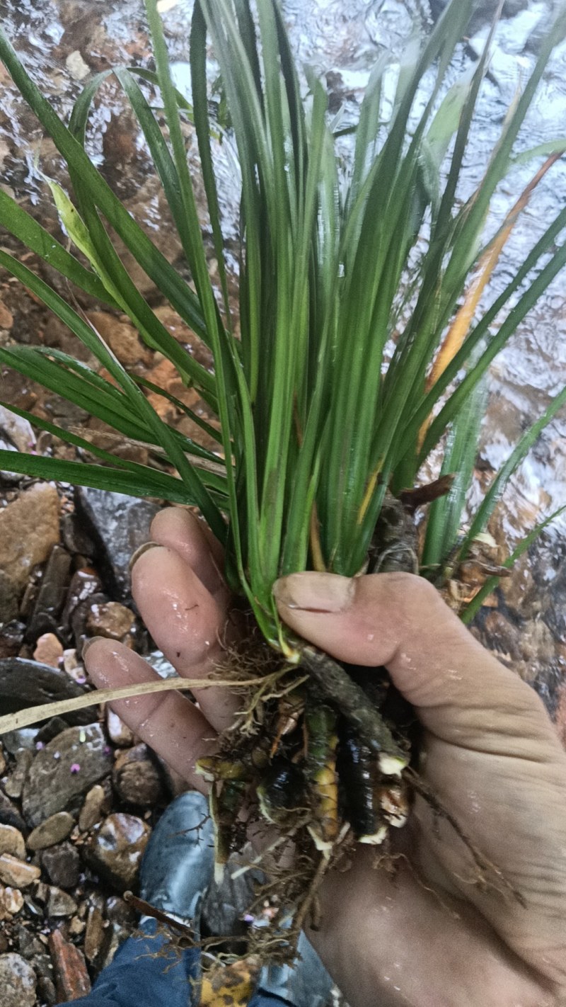 大叶粗根石菖蒲苗