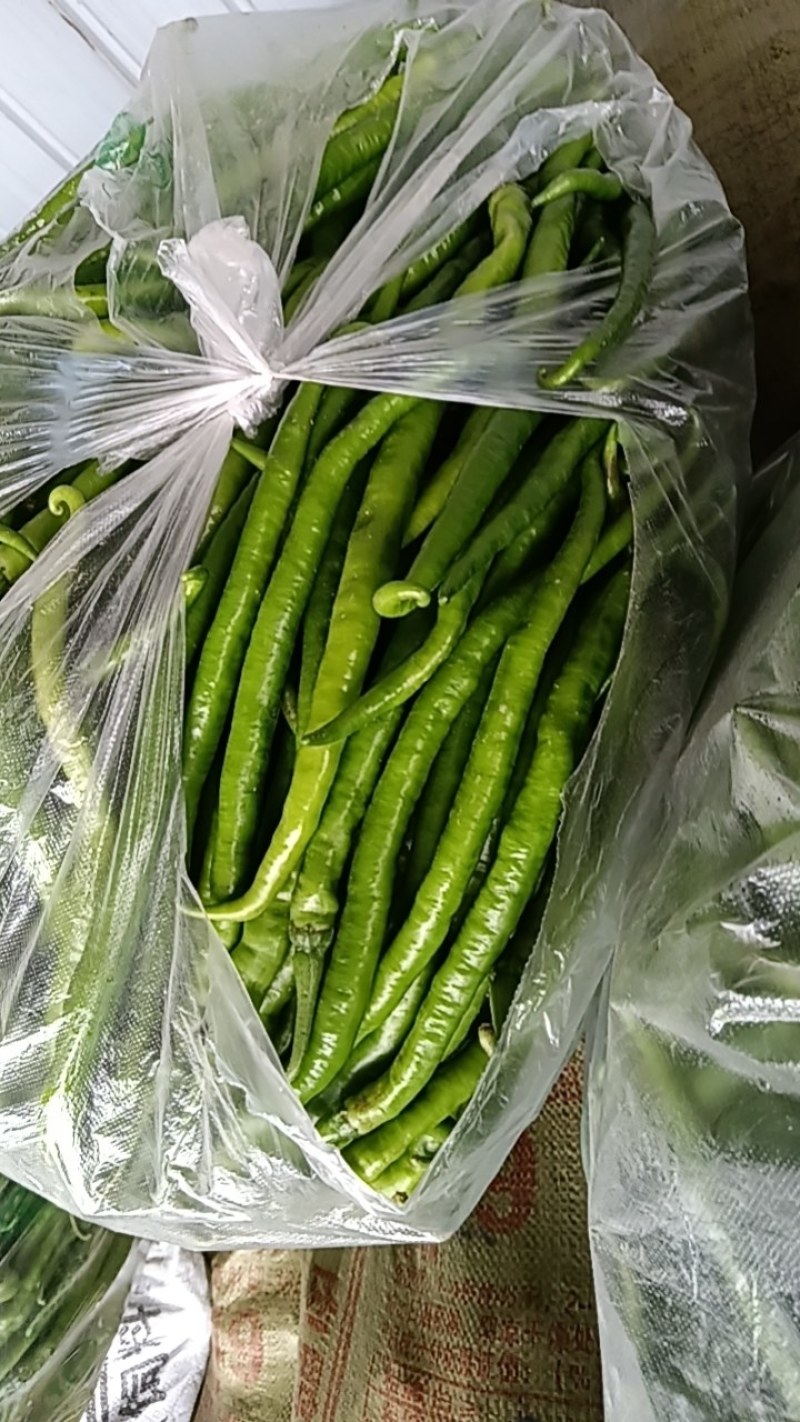 辣椒，皮薄肉多，一手货源，随到随装，欢迎光临，诚信经营