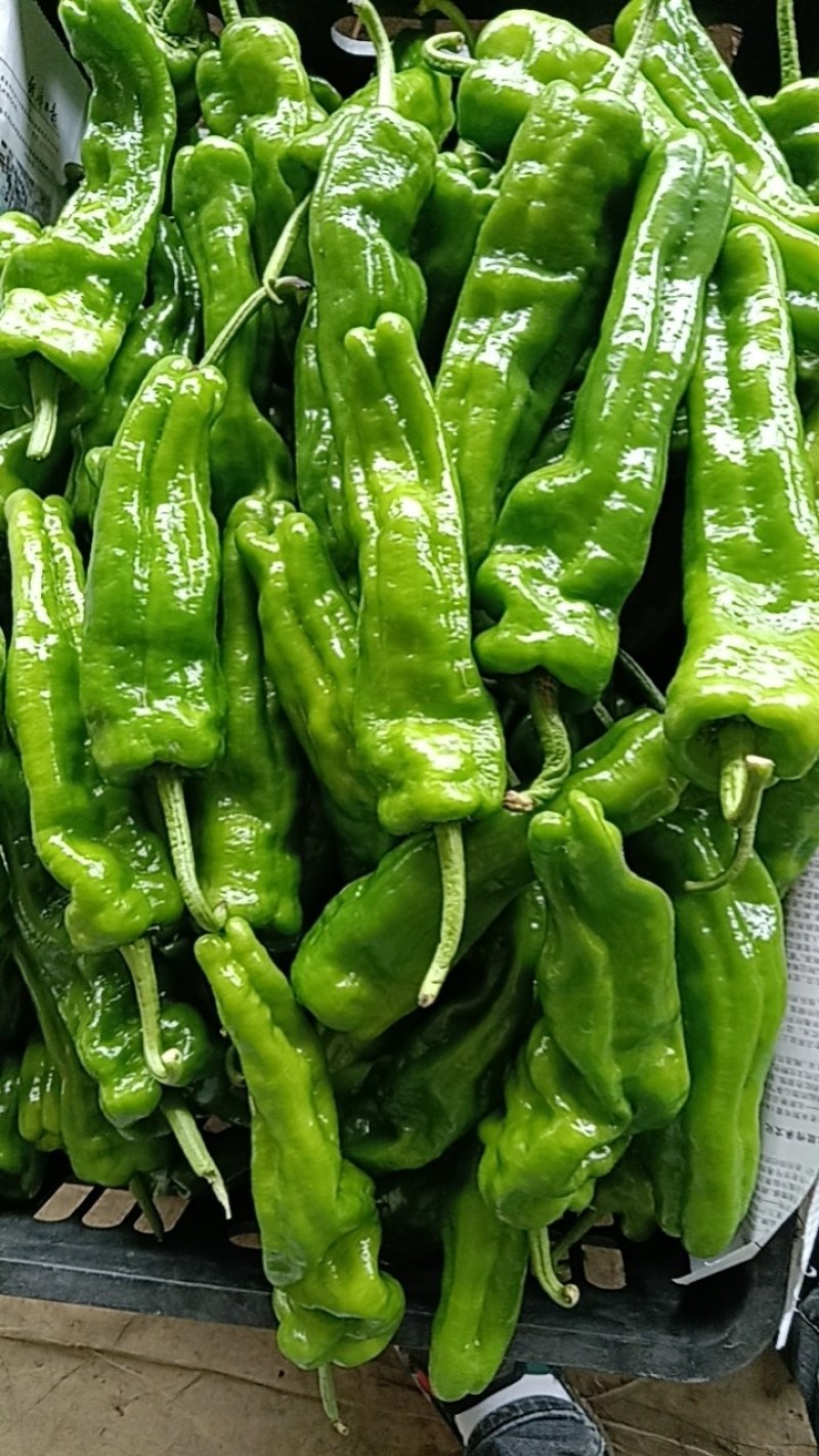 辣椒，皮薄肉多，一手货源，随到随装，欢迎光临，诚信经营