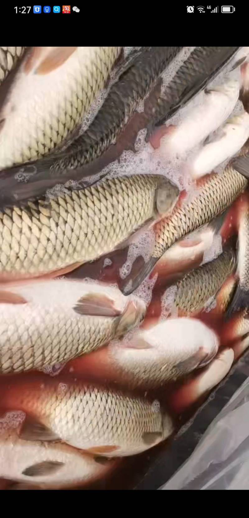 青鱼