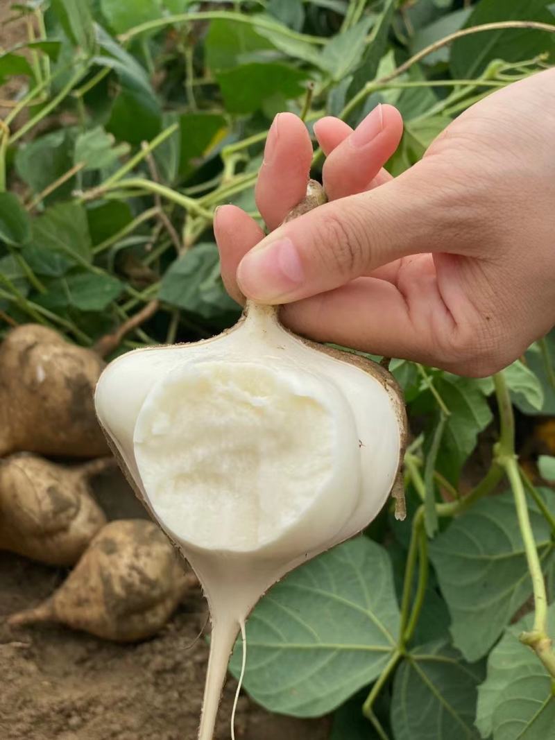 湖北凉薯/市场/电商/汁多口感脆大量有货