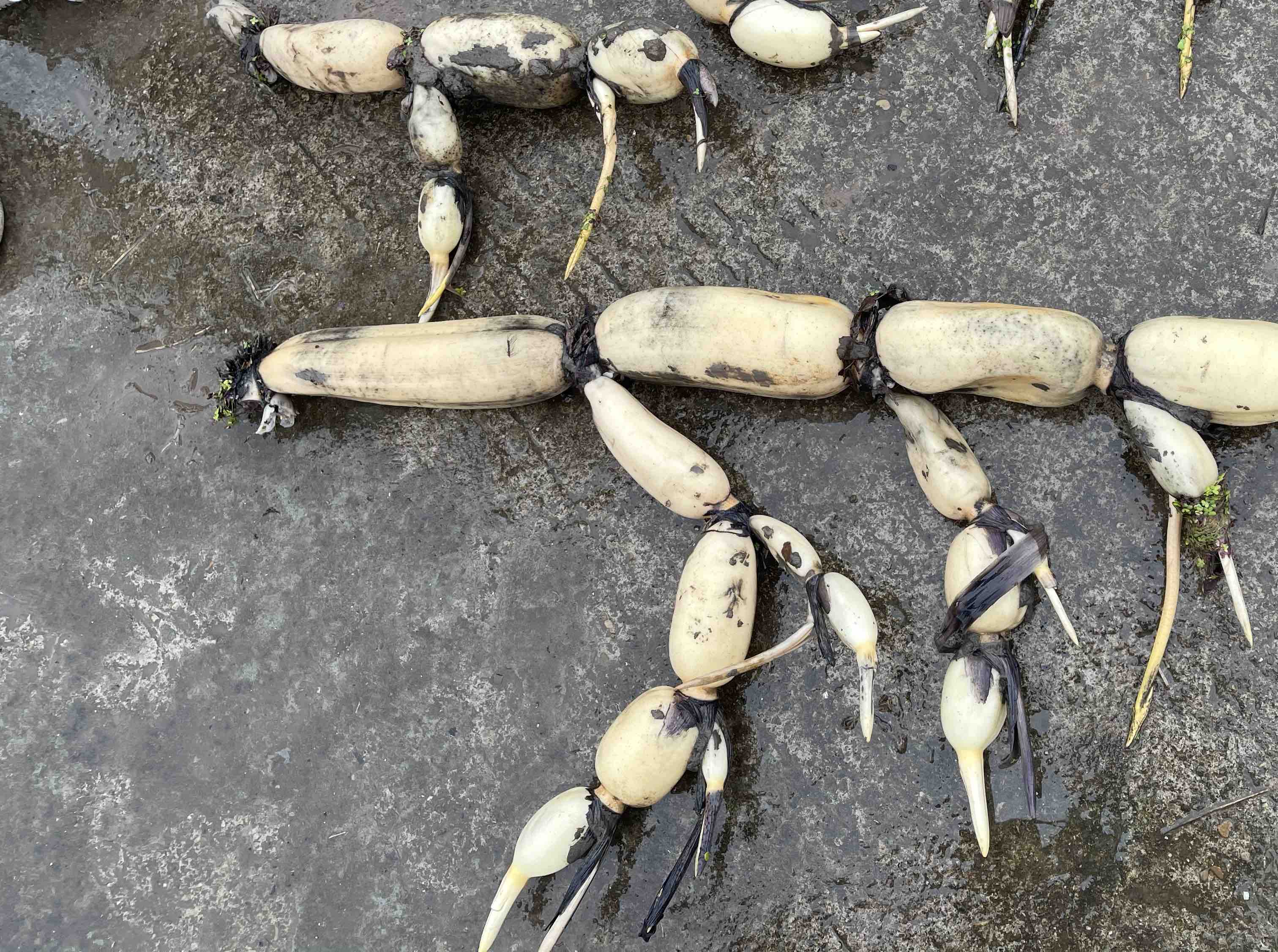 莲藕剖面图展示内部孔道结构