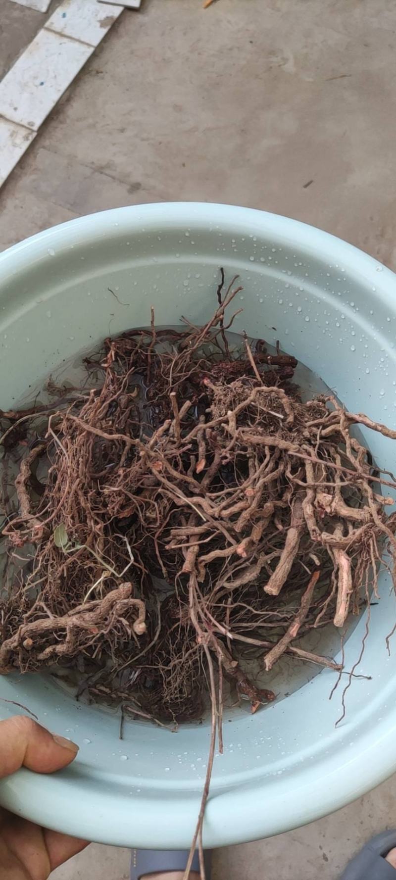 茜草野生通货茜草硬片无杂无土