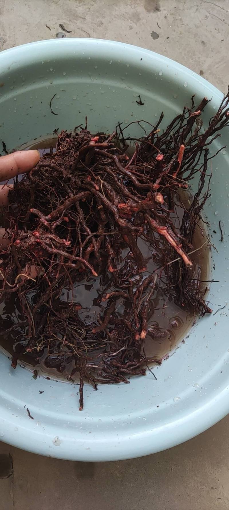茜草野生通货茜草硬片无杂无土