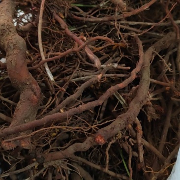 茜草野生通货茜草硬片无杂无土