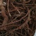 茜草野生通货茜草硬片无杂无土