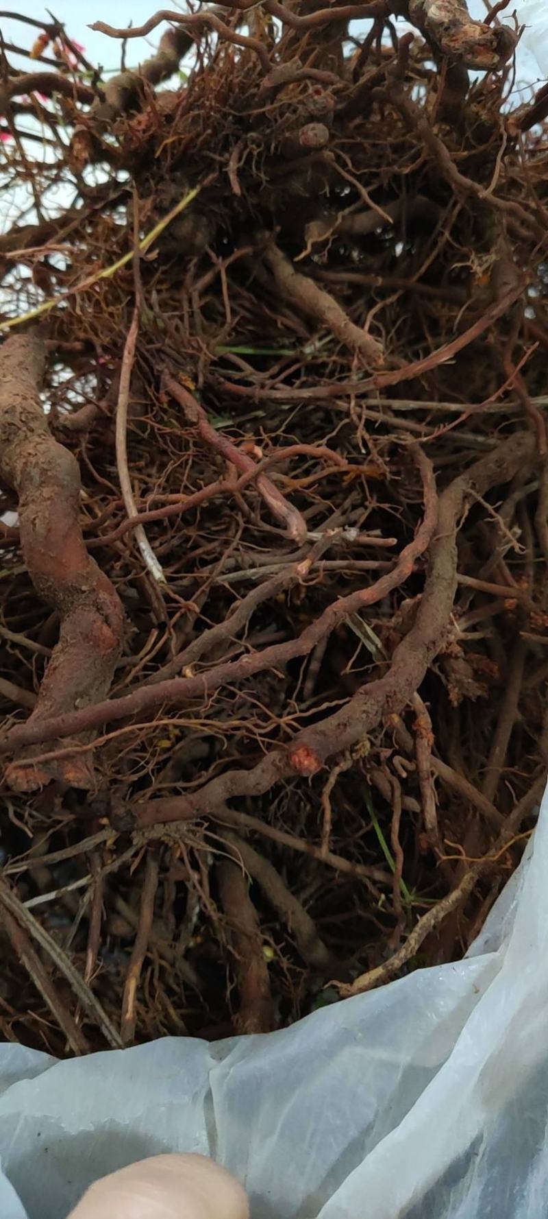 茜草野生通货茜草硬片无杂无土