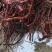 茜草野生通货茜草硬片无杂无土