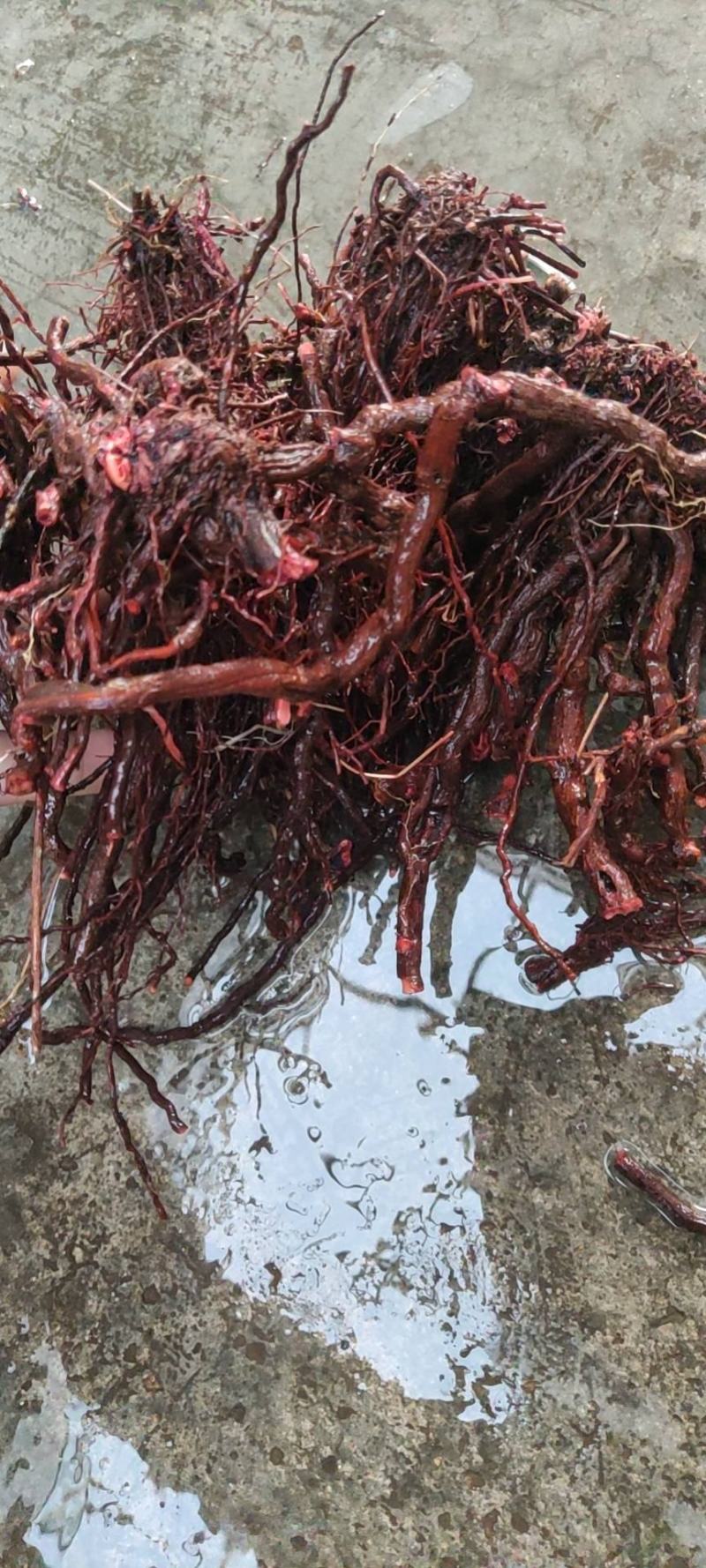 茜草野生通货茜草硬片无杂无土