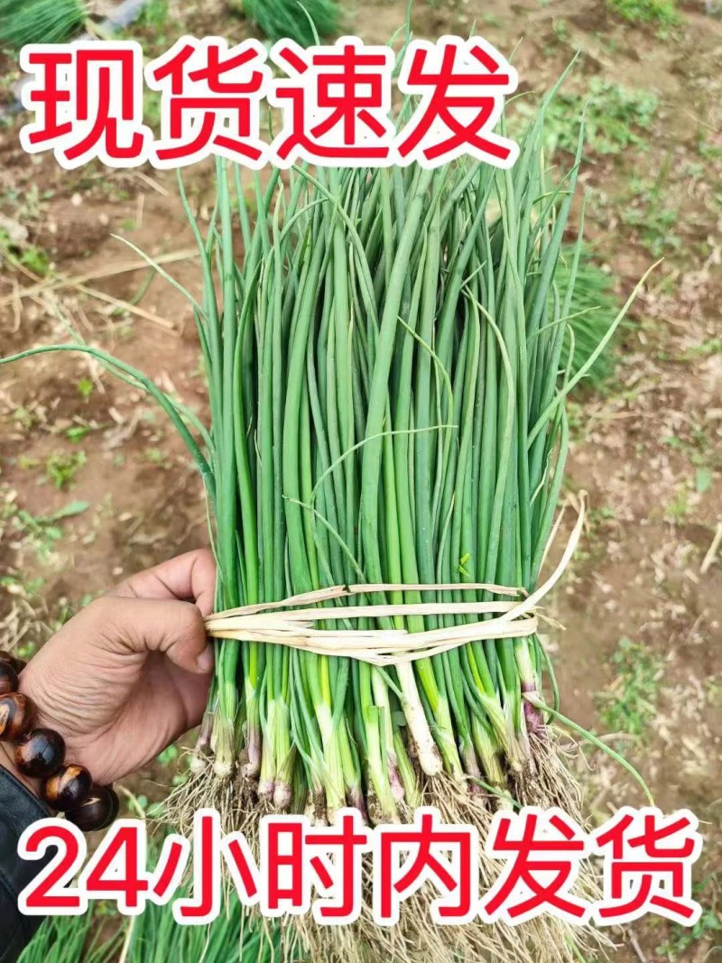 2025年紫皮洋葱苗，大量出售，，量大优惠