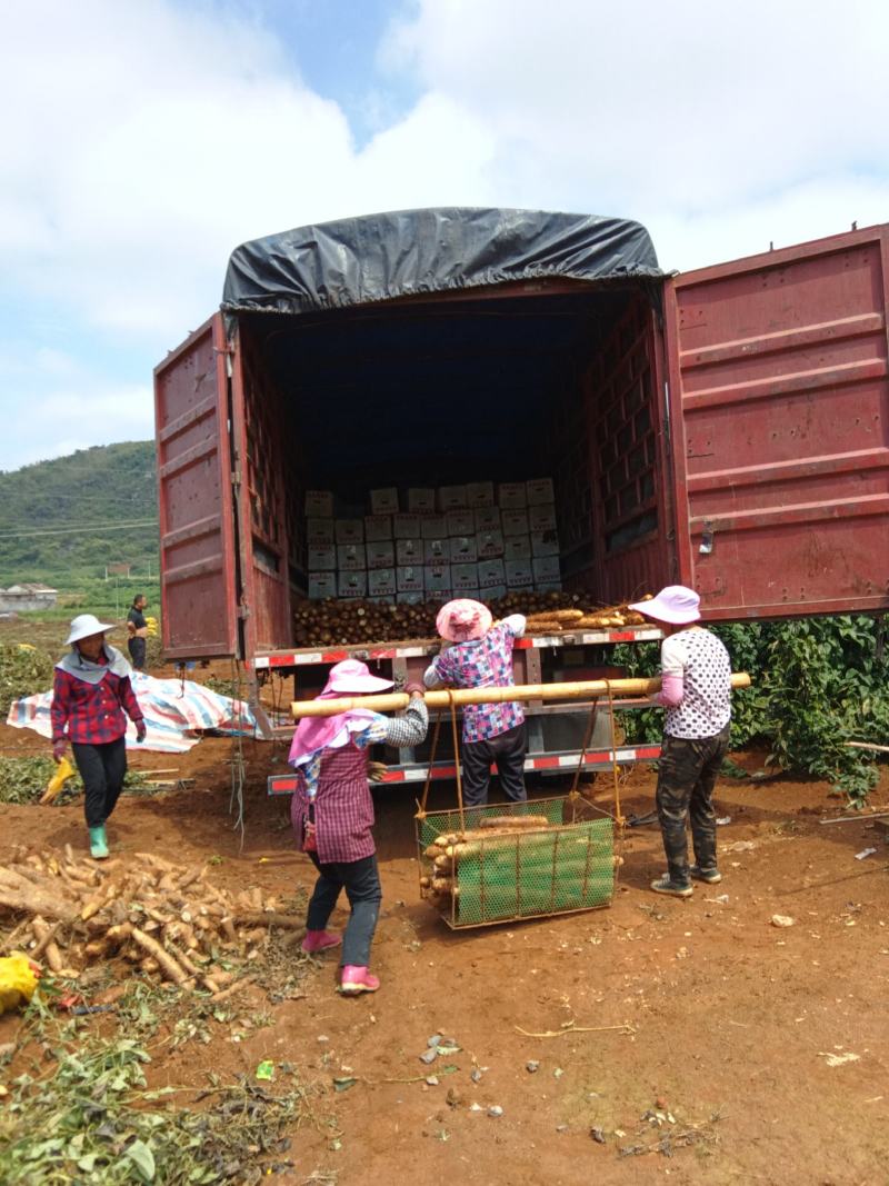 广西淮山药大量上市中价格便宜条形好，量大从优，诚信代办