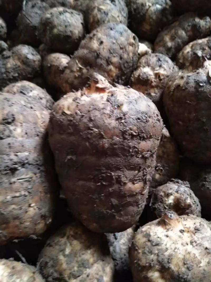 云南小草坝深山乌天麻，现挖现发，坏果包赔