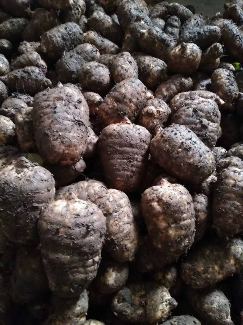 云南小草坝深山乌天麻，现挖现发，坏果包赔