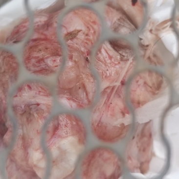 狗宝