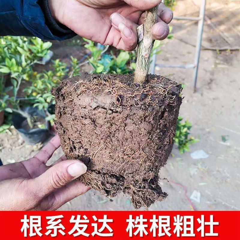 橘子树苗柑橘树苗四季脆皮金桔树苗原盆原土带果发货一物一拍