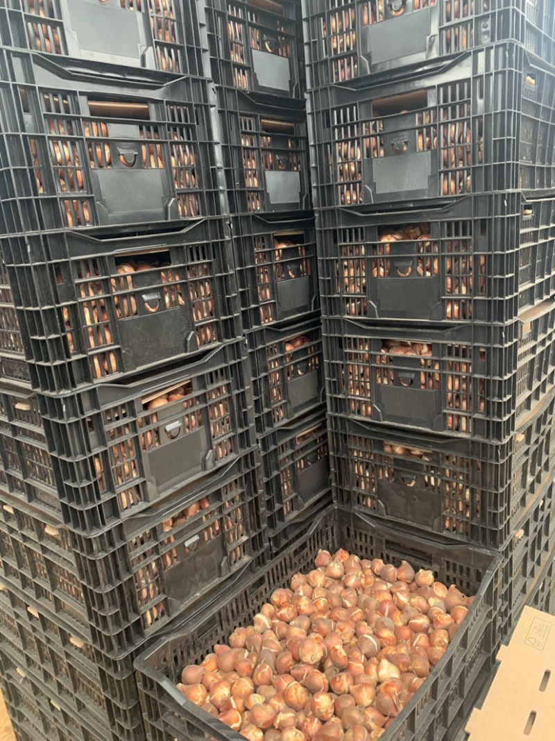 荷兰进口郁金香一代球