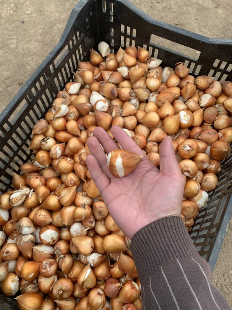 荷兰进口郁金香一代球