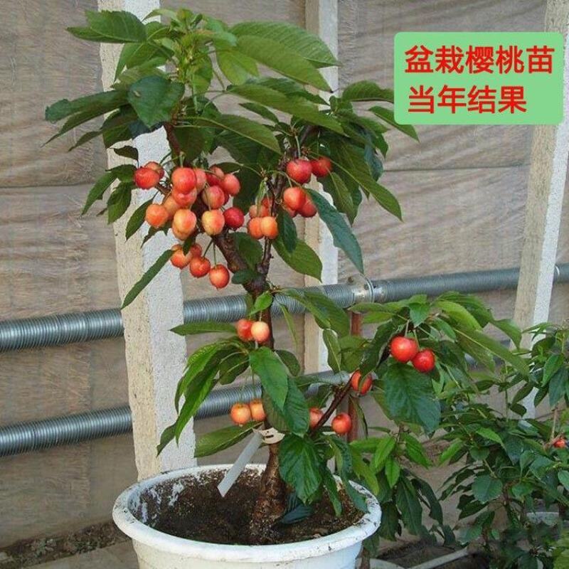 车厘子大樱桃树苗原盆原土发货包成活包对版