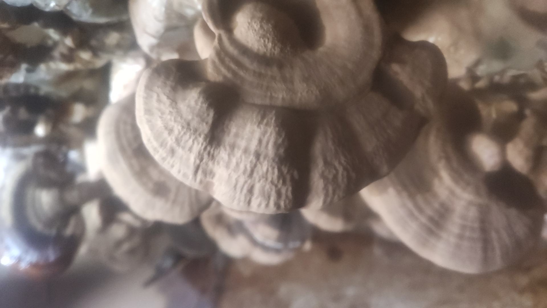 赤灵芝子实体特写