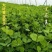 草头食用秧草金花菜种籽黄花草头三叶菜种子农家蔬菜野菜籽四