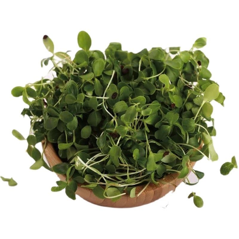 草头食用秧草金花菜种籽黄花草头三叶菜种子农家蔬菜野菜籽四