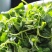 草头食用秧草金花菜种籽黄花草头三叶菜种子农家蔬菜野菜籽四