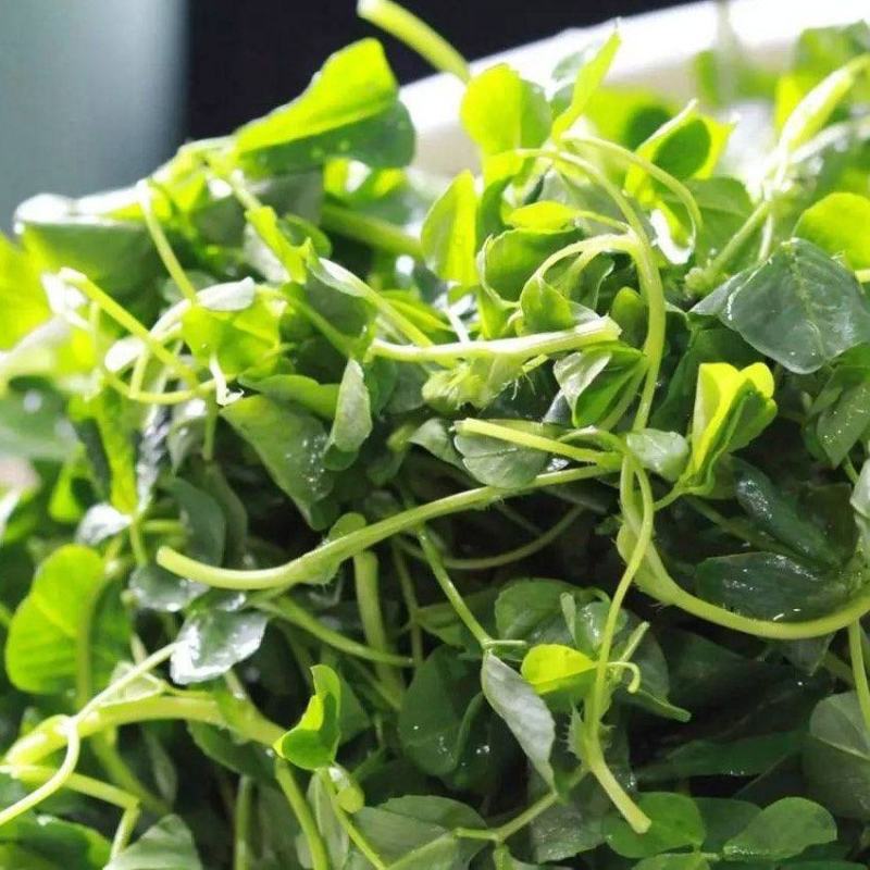 草头食用秧草金花菜种籽黄花草头三叶菜种子农家蔬菜野菜籽四