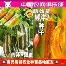 山东潍坊寿光原装博洋9甜瓜种子绿宝甜瓜种子羊角蜜黄瓜种子