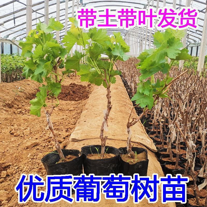【新品种】葡萄苗金手指葡萄苗南北方种植包成活包对版