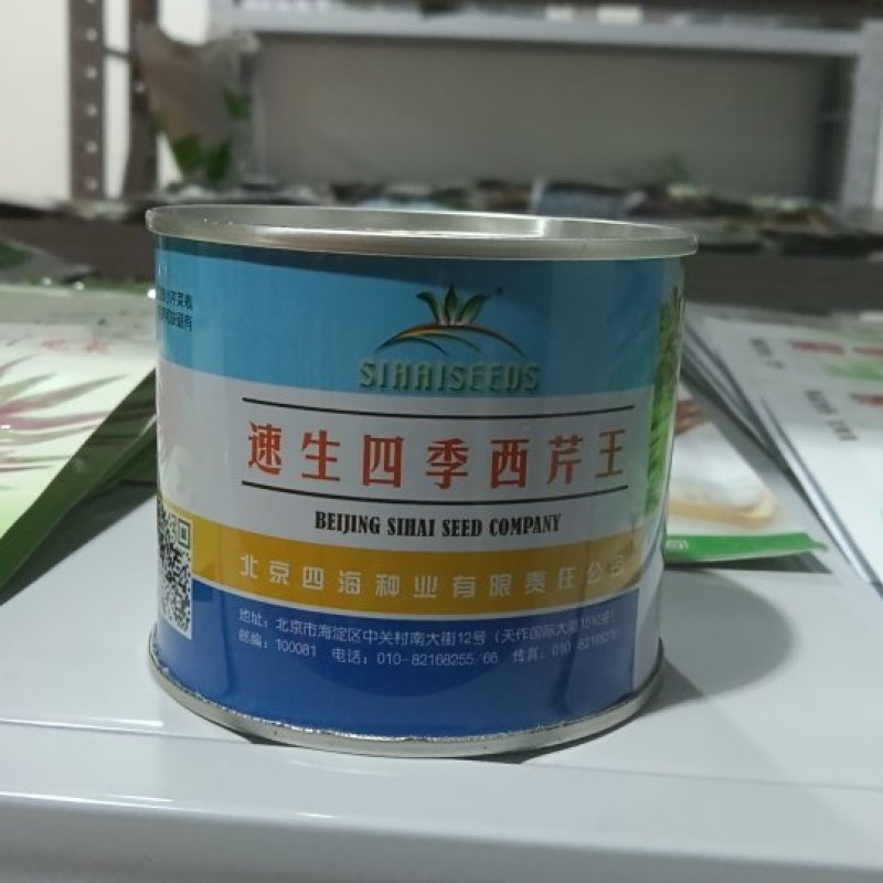 速生四季西芹王芹菜种子