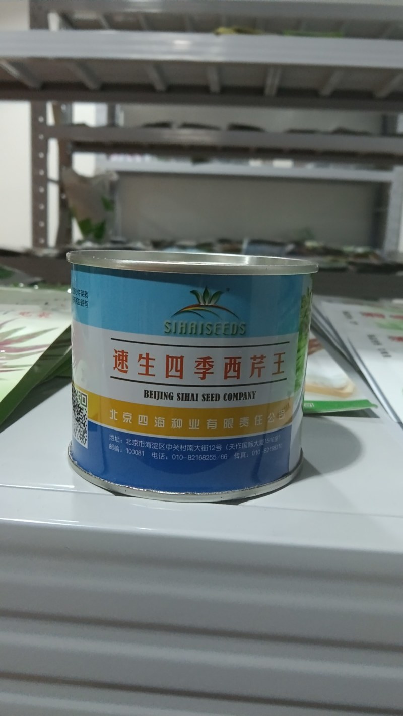 速生四季西芹王芹菜种子
