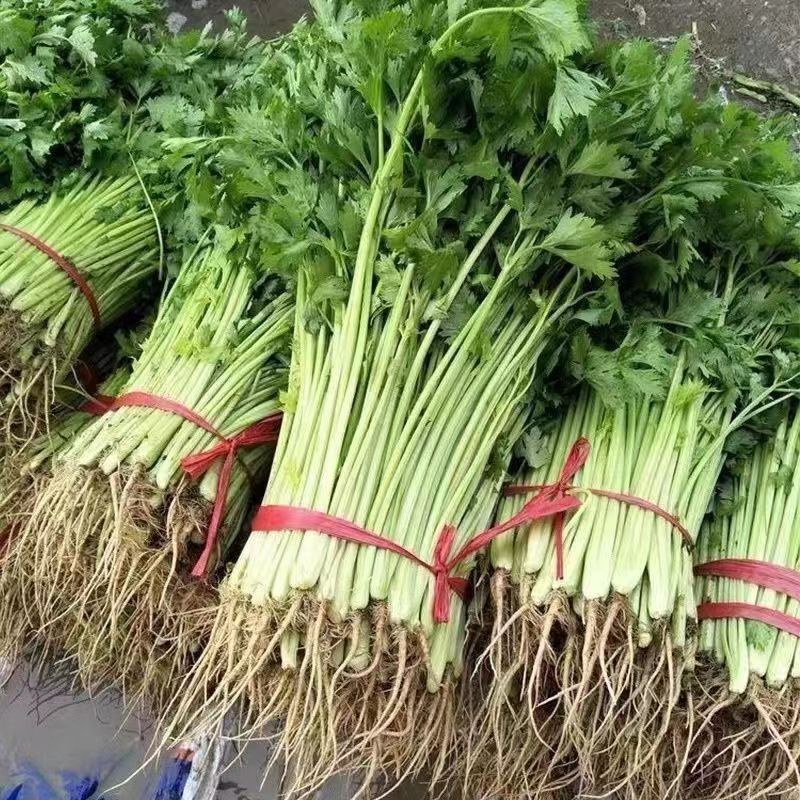 速生四季西芹王芹菜种子