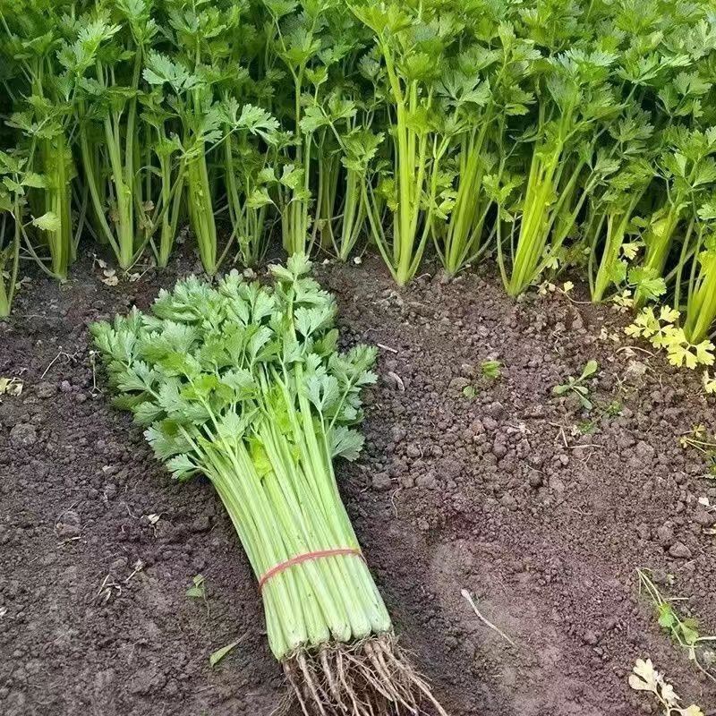 速生四季西芹王芹菜种子