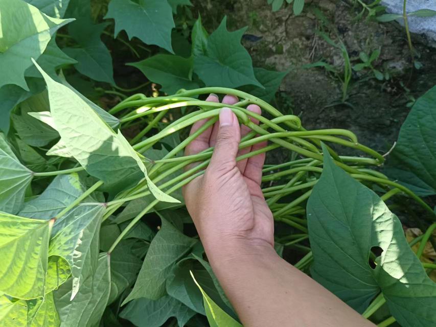 红薯叶植物特写